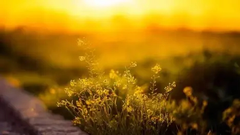 S15賽季戰(zhàn)隊首發(fā)陣容：EDG、RNG、TES等隊陣容一覽